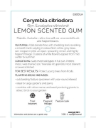 Picture of CORYMBIA CITRIODORA LEMON SCENTED GUM                                                                                                                 