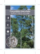Picture of CORYMBIA MACULATA SPOTTED GUM                                                                                                                         