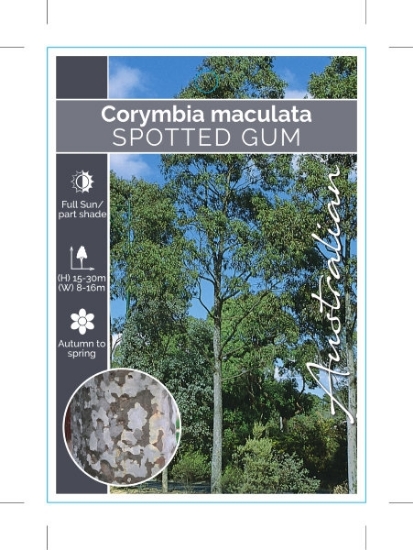 Picture of CORYMBIA MACULATA SPOTTED GUM                                                                                                                         
