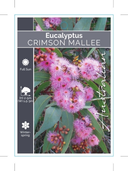 Picture of EUCALYPTUS LANDSOWNEANA SUBSP ALBOPURPUREA                                                                                                            