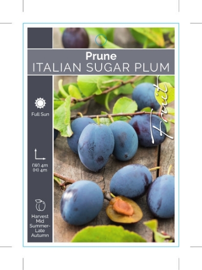 Picture of FRUIT PRUNE ITALIAN SUGAR PLUM                                                                                                                        