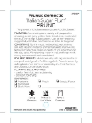 Picture of FRUIT PRUNE ITALIAN SUGAR PLUM                                                                                                                        
