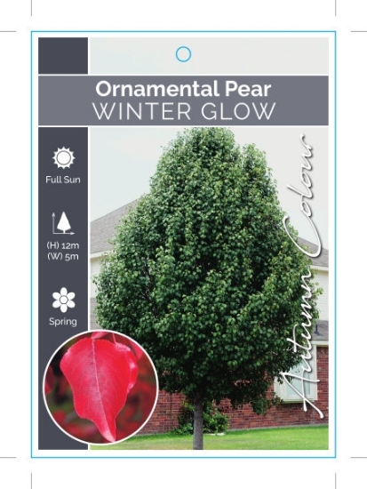 Picture of PYRUS CALLERYANA WINTER GLOW ORNAMENTAL PEAR Jumbo Tag