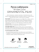 Picture of PYRUS CALLERYANA WINTER GLOW ORNAMENTAL PEAR Jumbo Tag