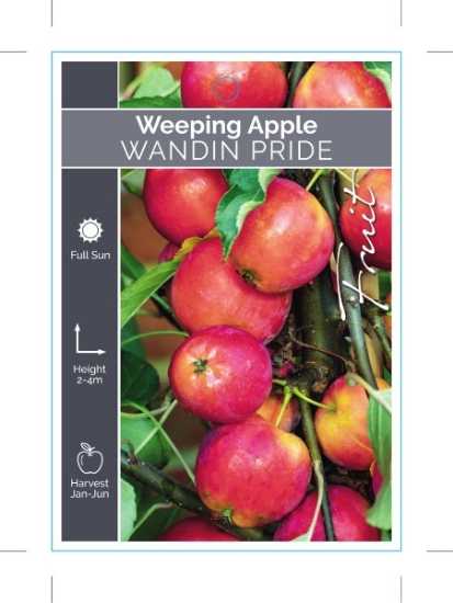 Picture of MALUS DOMESTICA WANDIN PRIDE