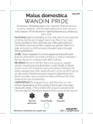 Picture of MALUS DOMESTICA WANDIN PRIDE