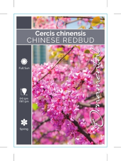 Picture of CERCIS CHINENSIS CHINESE REDBUD