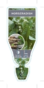 Picture of HERB HORSERADISH