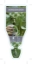 Picture of HERB HORSERADISH