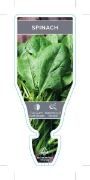 Picture of VEGETABLE SPINACH (Spinacia oleracea)                                                                                                                 