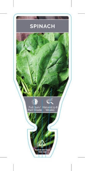 Picture of VEGETABLE SPINACH (Spinacia oleracea)                                                                                                                 