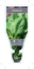Picture of VEGETABLE SPINACH (Spinacia oleracea)                                                                                                                 