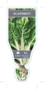Picture of VEGETABLE SILVERBEET (Beta vulgaris subsp. cicla)                                                                                                     
