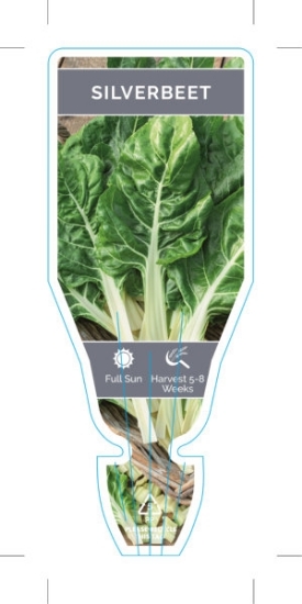 Picture of VEGETABLE SILVERBEET (Beta vulgaris subsp. cicla)                                                                                                     