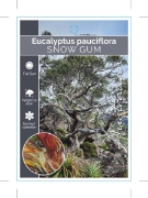 Picture of EUCALYPTUS PAUCIFLORA SNOW GUM