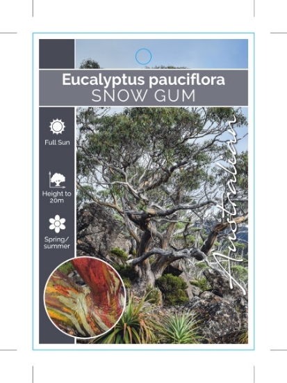 Picture of EUCALYPTUS PAUCIFLORA SNOW GUM