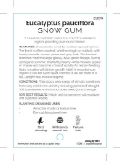 Picture of EUCALYPTUS PAUCIFLORA SNOW GUM