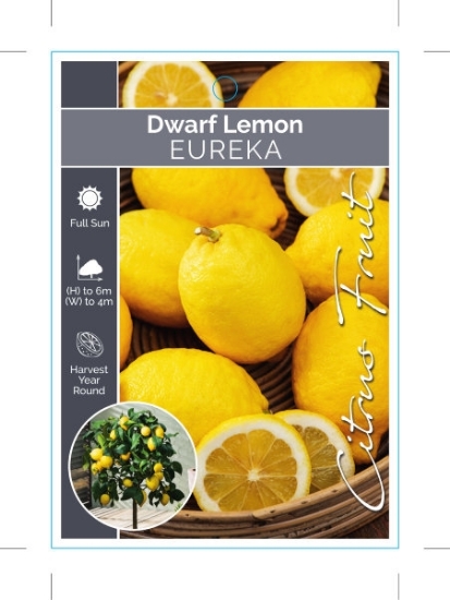 Picture of FRUIT CITRUS LEMON EUREKA DWARF