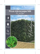Picture of FICUS MICROCARPA HILLII FLASH