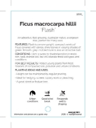 Picture of FICUS MICROCARPA HILLII FLASH