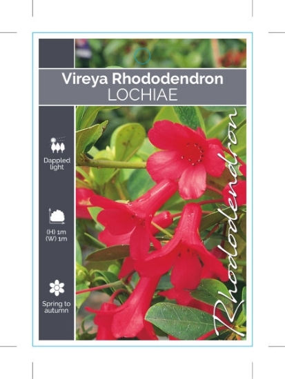 Picture of RHODODENDRON VIREYA LOCHIAE                                                                                                                           