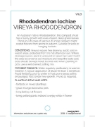 Picture of RHODODENDRON VIREYA LOCHIAE                                                                                                                           