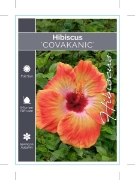 Picture of HIBISCUS COVAKANIC                                                                                                                                    