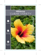 Picture of HIBISCUS CUBAN VARIETY
