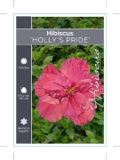 Picture of HIBISCUS HOLLYS PRIDE                                                                                                                                 