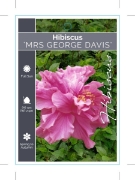 Picture of HIBISCUS MRS GEORGE DAVIS                                                                                                                             