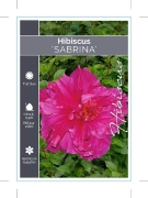 Picture of HIBISCUS SABRINA                                                                                                                                      