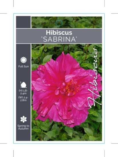 Picture of HIBISCUS SABRINA                                                                                                                                      