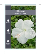 Picture of HIBISCUS SWAN LAKE