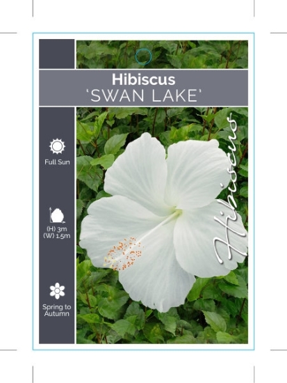 Picture of HIBISCUS SWAN LAKE
