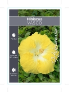 Picture of HIBISCUS VASCO                                                                                                                                        