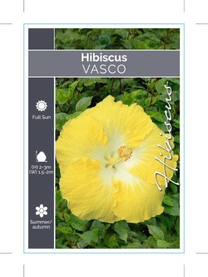 Picture of HIBISCUS VASCO                                                                                                                                        