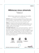 Picture of HIBISCUS VASCO                                                                                                                                        
