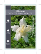 Picture of HIBISCUS WHITE KALAKAUA                                                                                                                               