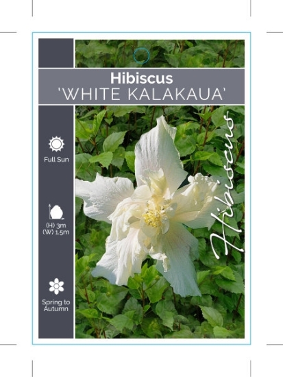 Picture of HIBISCUS WHITE KALAKAUA                                                                                                                               