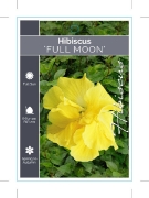 Picture of HIBISCUS FULL MOON                                                                                                                                    