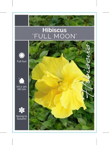 Picture of HIBISCUS FULL MOON                                                                                                                                    