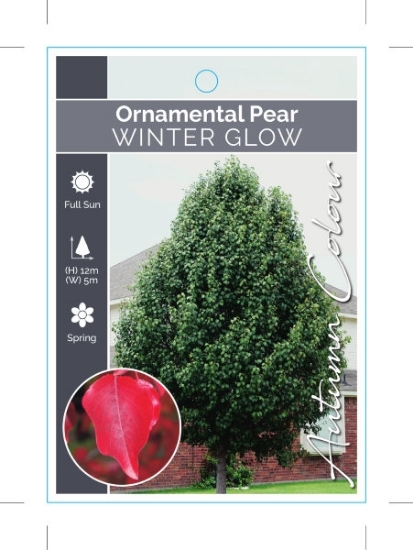 Picture of PYRUS CALLERYANA WINTER GLOW ORNAMENTAL PEAR