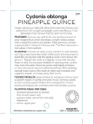 Picture of FRUIT QUINCE PINEAPPLE Cydonia oblonga                                                                                                                