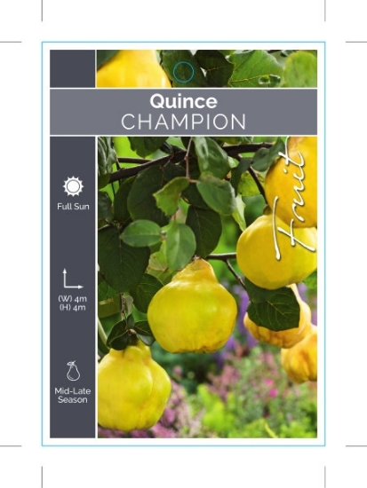 Picture of FRUIT QUINCE CHAMPION Cydonia oblonga