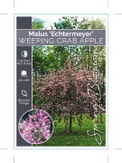 Picture of MALUS ECHTERMYER WEEPING CRAB APPLE                                                                                                                   