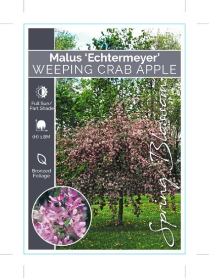 Picture of MALUS ECHTERMYER WEEPING CRAB APPLE                                                                                                                   