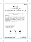 Picture of MALUS ECHTERMYER WEEPING CRAB APPLE                                                                                                                   