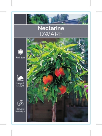 Picture of FRUIT NECTARINE DWARF Prunus persica                                                                                                                  