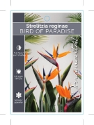 Picture of STRELITZIA REGINAE BIRD OF PARADISE                                                                                                                   