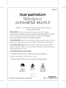 Picture of ACER PALMATUM BLOODGOOD JAPANESE MAPLE